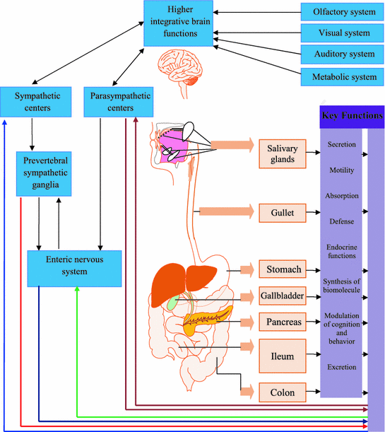 General aspects of the gut content of the Neoacrus spelaion sp. n