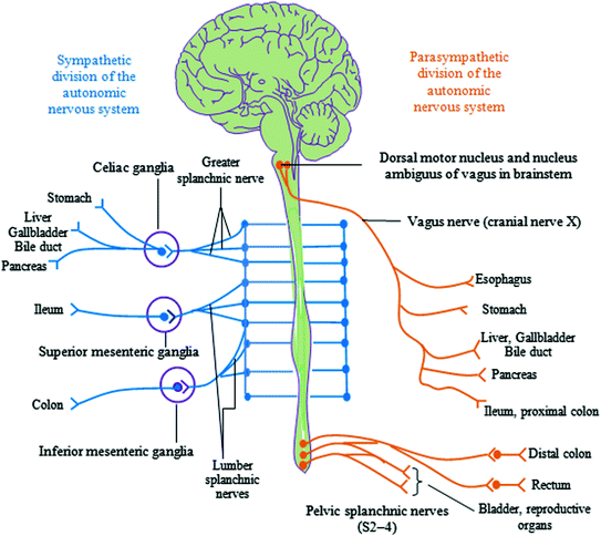 General aspects of the gut content of the Neoacrus spelaion sp. n