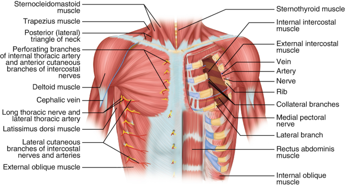 Internal Normal Anatomy Of The Chest In Two Views