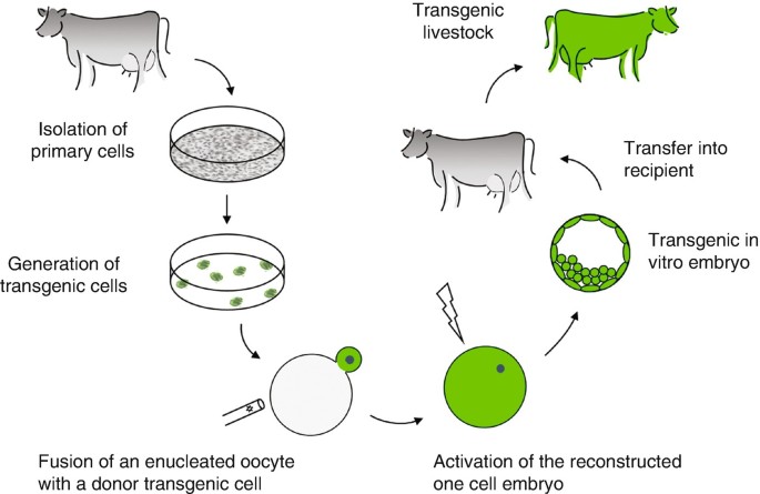Production of Transgenic Livestock: Overview of Transgenic Technologies |  SpringerLink