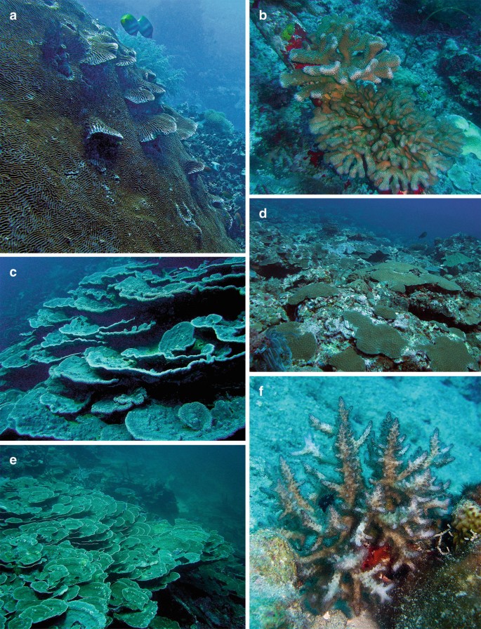 Reef-Building Corals of the Upper Mesophotic Zone of the Central Indo-West  Pacific