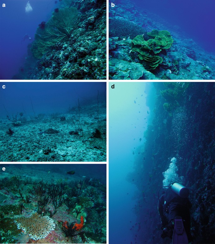 Reef-Building Corals of the Upper Mesophotic Zone of the Central Indo-West  Pacific