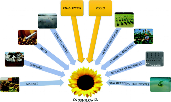 Sunflower and Climate Change: Possibilities of Adaptation Through Breeding  and Genomic Selection | SpringerLink