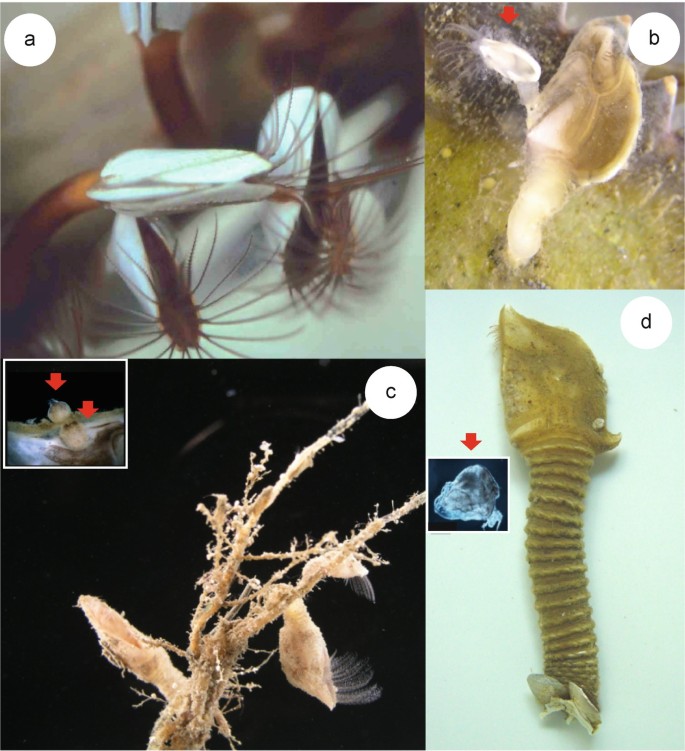 Hermaphrodites, Dwarf Males, and Females: Evolutionary Transitions of  Sexual Systems in Barnacles | SpringerLink