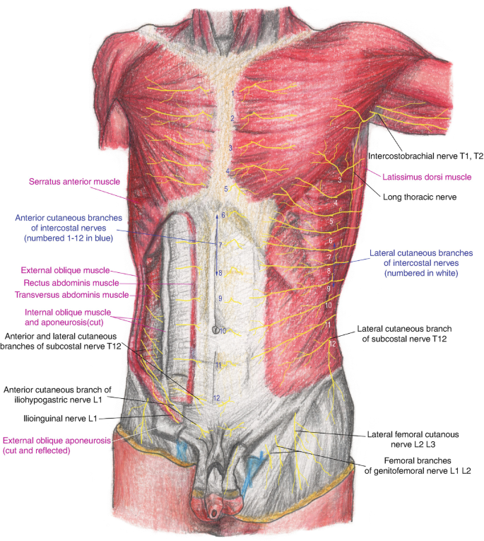 Anatomy Of The Innervation Of The Abdomen Springerlink