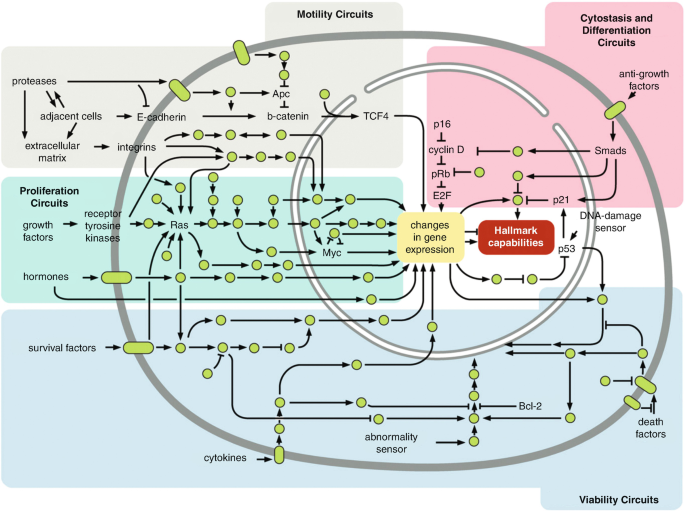 Overview of Cell Signaling Pathways in Cancer | SpringerLink