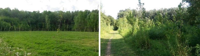 Forests in Vojvodina (Orlovic et al., 2005).