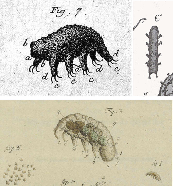 From Johann August Ephraim Goeze to Ernst Marcus: A Ramble Through the  History of Early Tardigrade Research (1773 Until 1929) | SpringerLink