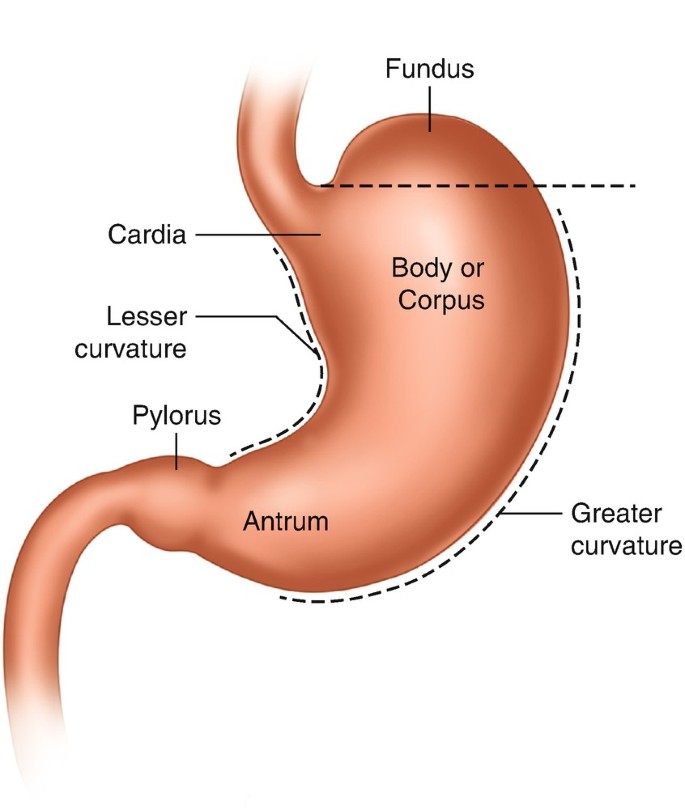 Anatomy and Physiology of the Stomach and Pylorus | SpringerLink