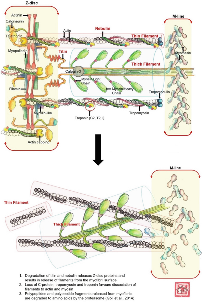 figure 28