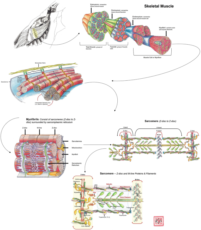 figure 31