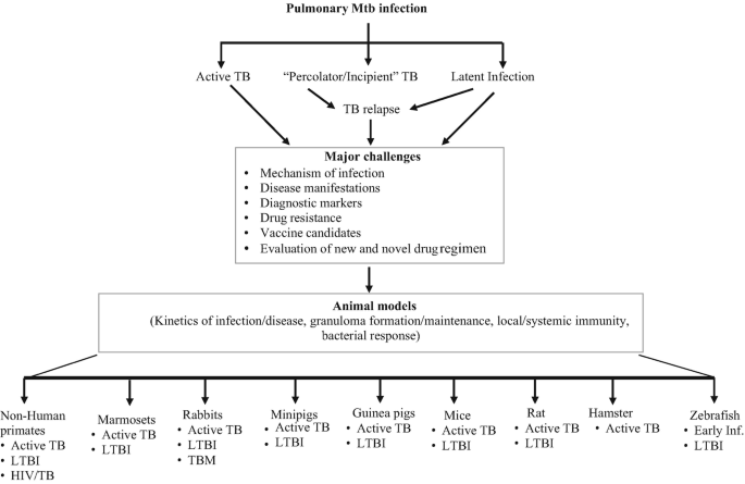 Animal Models of Tuberculosis | SpringerLink Animal Models of Tuberculosis | SpringerLink