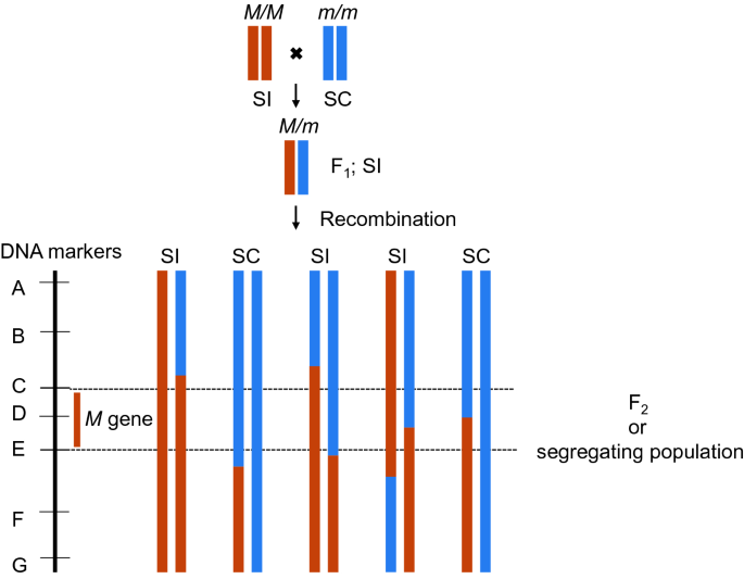 figure 29