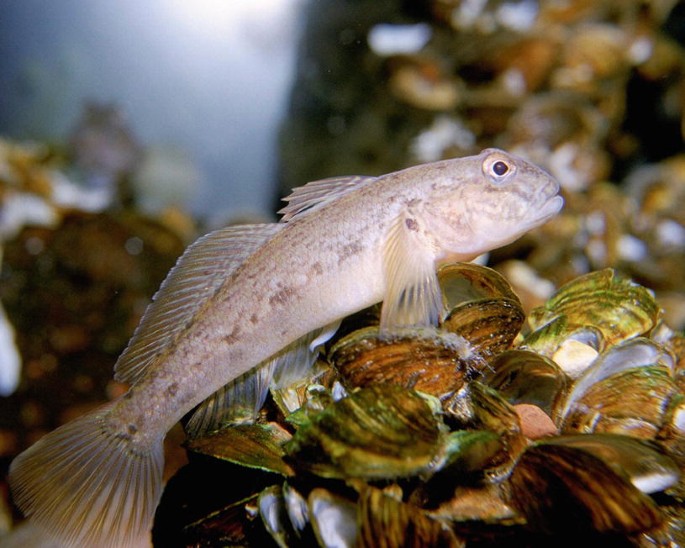 16+ European Hook Mouth Fish