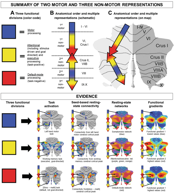 Frontiers  Stimulus Driven Functional Transformations in the