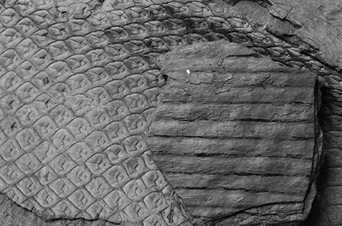 A photograph of a coal bed carved with a snakelike pattern and horizontal lines.