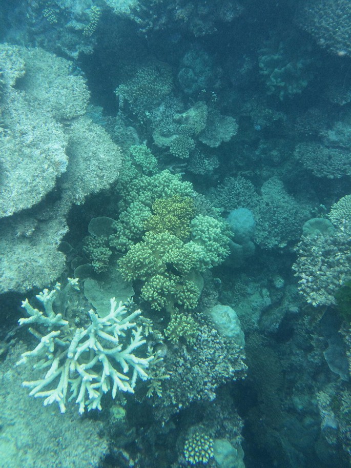 A photograph illustrates the cluster of coral reefs.