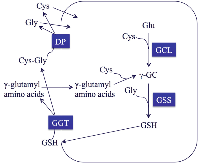 Glutathione and Transsulfuration in Alcohol-Associated Tissue Injury and  Carcinogenesis | Springer Nature Link