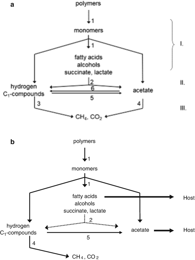 Magnetite Alters the Metabolic Interaction between Methanogens and