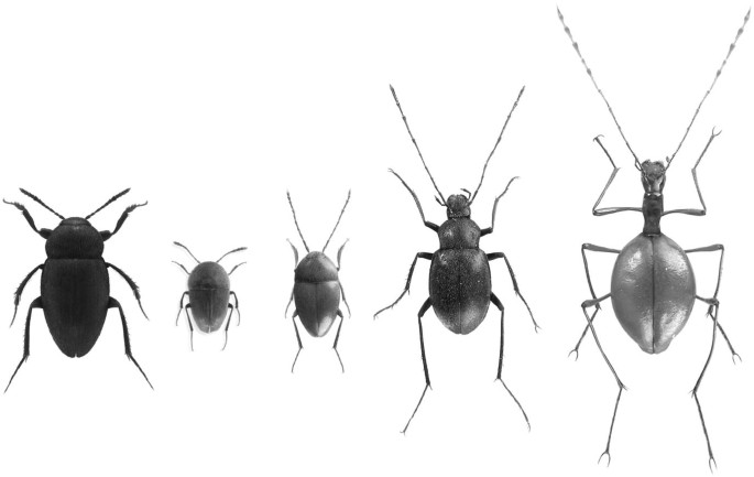The Ecological Classification of Cave Animals and Their Adaptations | SpringerLink The Ecological Classification of Cave Animals and Their Adaptations | SpringerLink