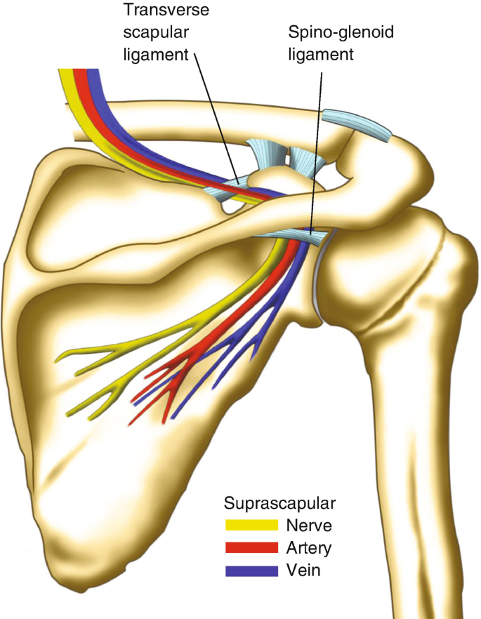 Shoulder Anatomy