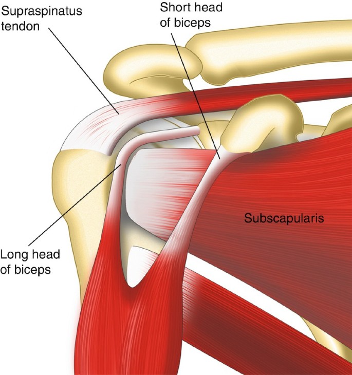 Long Head of the Biceps Tendon Disease | SpringerLink