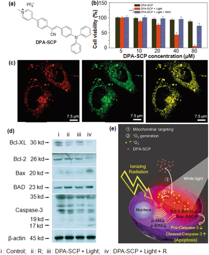 Mitochondrion‐Anchoring Photosensitizer with Aggregation‐Induced Emission  Characteristics Synergistically Boosts the Radiosensitivity of Cancer Cells  to Ionizing Radiation - Yu - 2017 - Advanced Materials - Wiley Online  Library