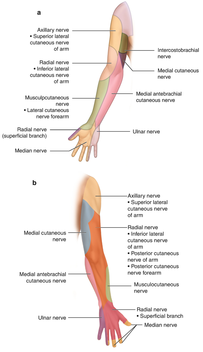 Ulnar Nerve Transposition Madison, WI