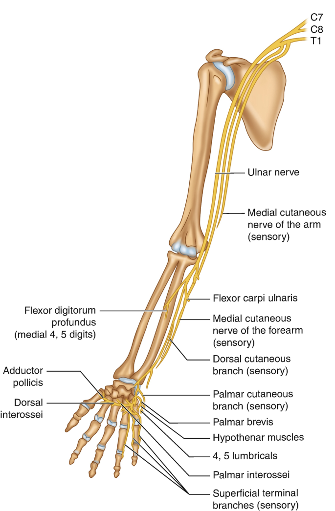 ulnar nerve anatomy