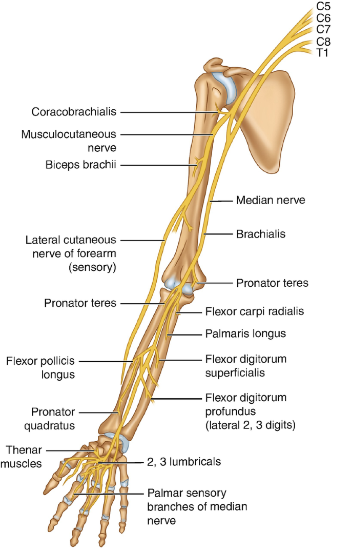 Median Nerve Block