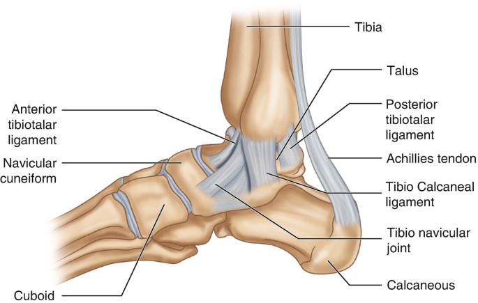 Ankle Joint  SpringerLink