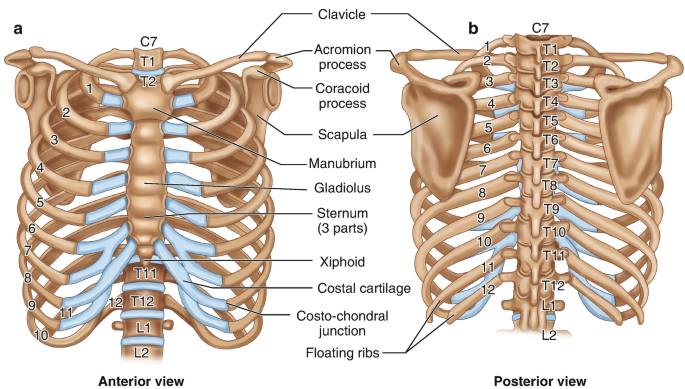 Anatomy | SpringerLink