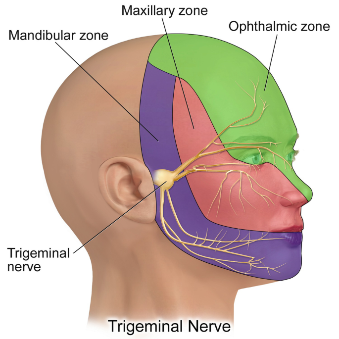 Inferior alveolar nerve - Wikipedia