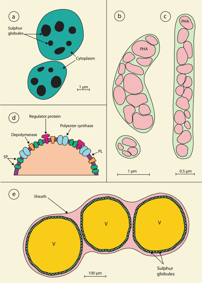 Darwinian bacteria survival game Agar.io has bagged 2B views on