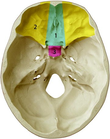 Anatomy of the Craniofacial Region | SpringerLink