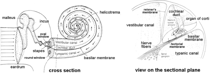 The stapes attaches directly to the {Blank}. (a) round window (b