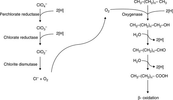 Microbial Degradation of Aliphatic and Aromatic Hydrocarbons with (Per)Chlorate as Electron Acceptor | SpringerLink