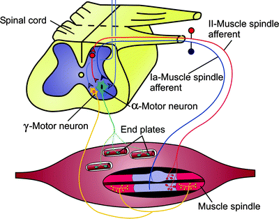 Muscle Tone as a Cause of Pain | SpringerLink