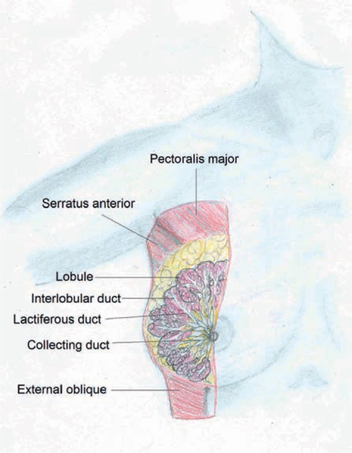 Mammary Anatomy