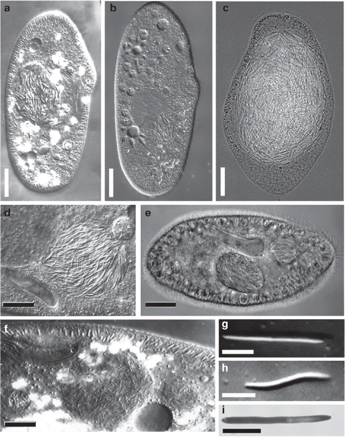 Diversity of Holospora Bacteria in Paramecium and Their Characterization |  SpringerLink