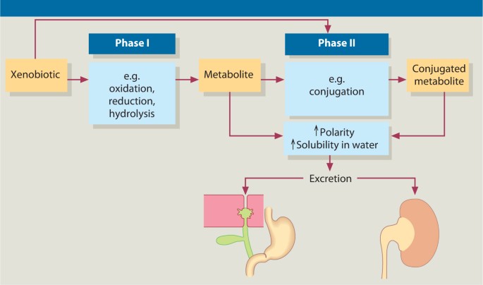 Hepatic Biotransformation | SpringerLink