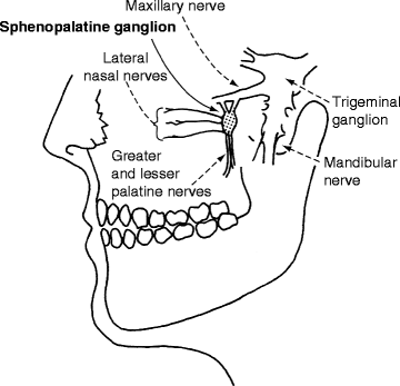 Branches of mandibular nerve to otic ganglion - e-Anatomy - IMAIOS