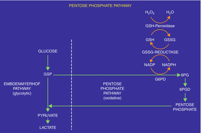 when ti take ipamorelin cjc-1295 + ipamorelin how to take cjc1925 — Pure Health