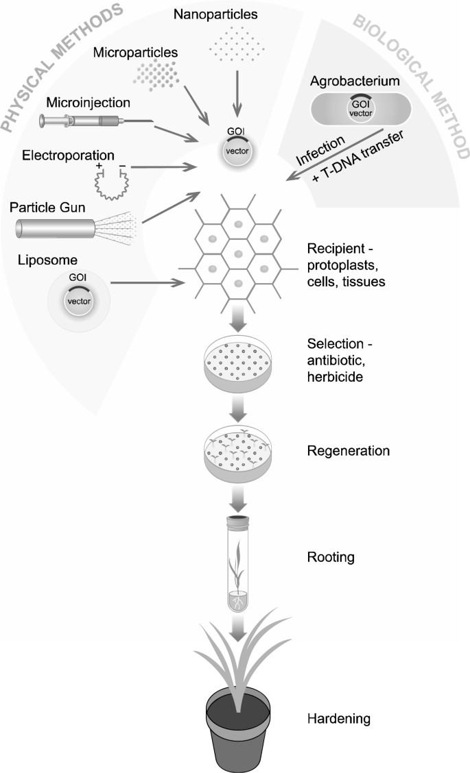 Gene Transfer Methods | SpringerLink Gene Transfer Methods | SpringerLink
