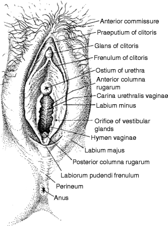 The Normal Genitalia – Structure and Physiology | SpringerLink