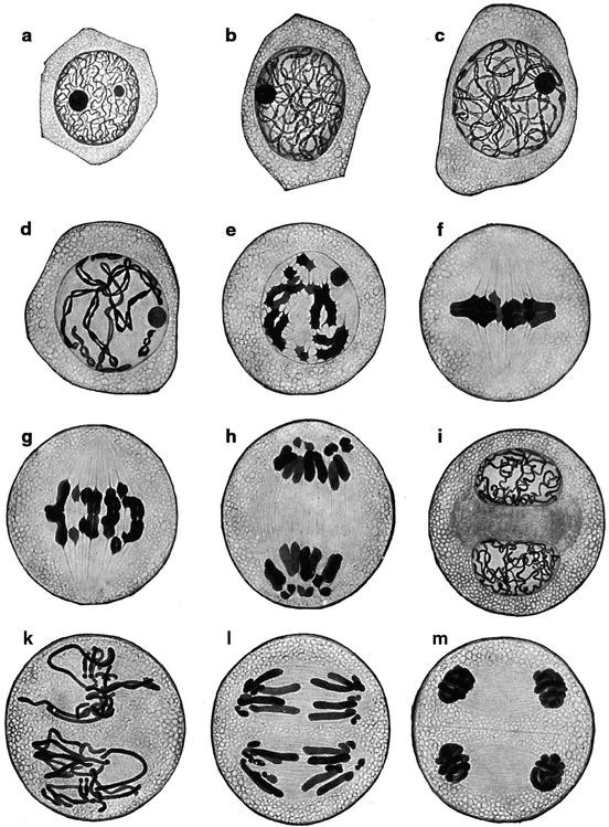 figure 237