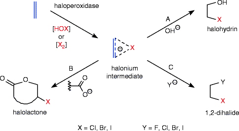 scheme 228