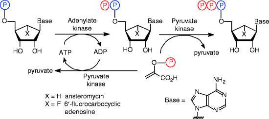 scheme 81