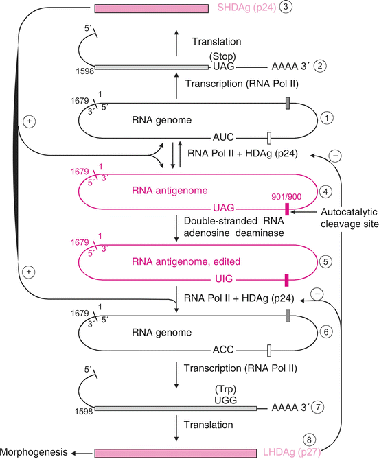 Viruses With A Double Stranded Dna Genome Springerlink