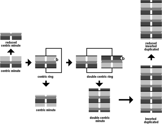 Formation of Small Supernumerary Marker Chromosomes | SpringerLink